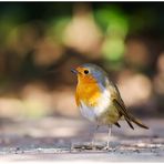 Rotkehlchen (Erithacus rubecula)....