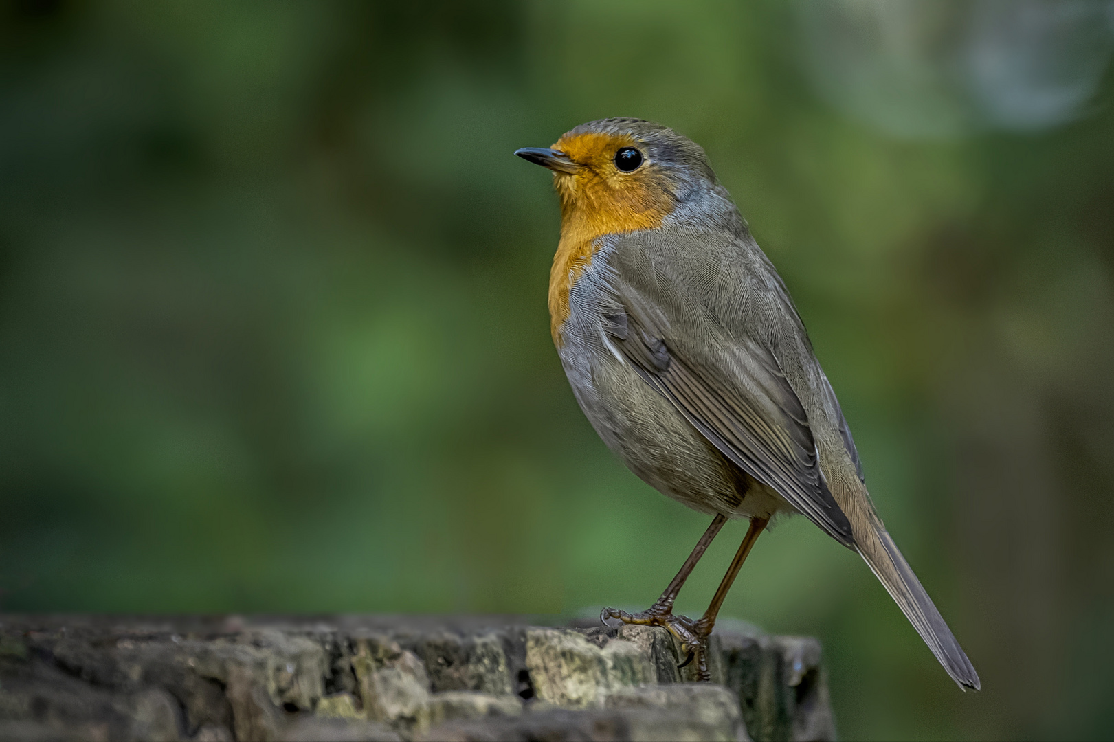   Rotkehlchen (Erithacus rubecula)