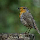   Rotkehlchen (Erithacus rubecula)