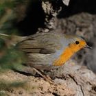 --- Rotkehlchen --- ( Erithacus rubecula )