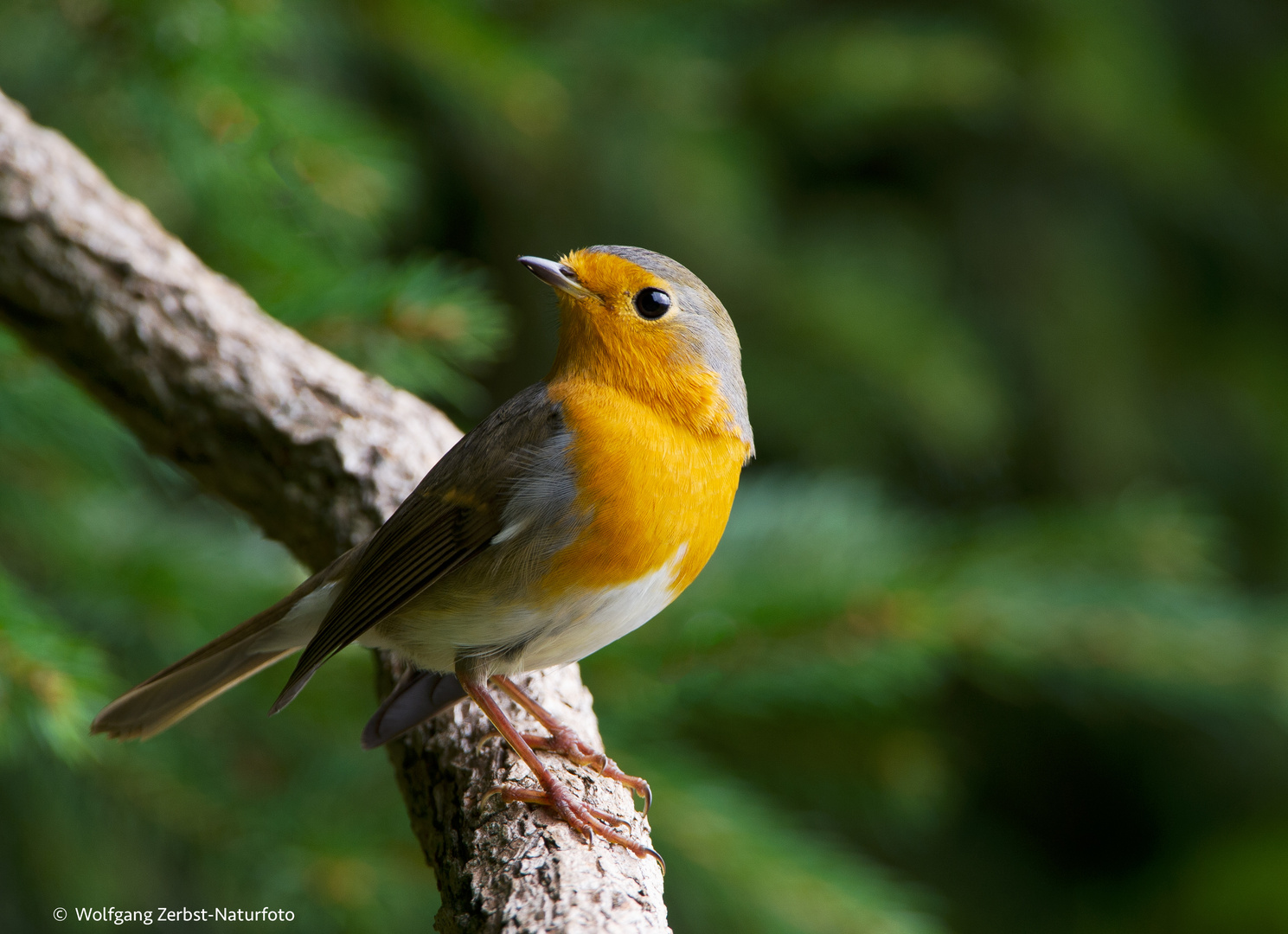 --- Rotkehlchen  ---   ( Erithacus rubecula )