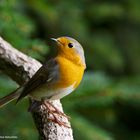 --- Rotkehlchen  ---   ( Erithacus rubecula )