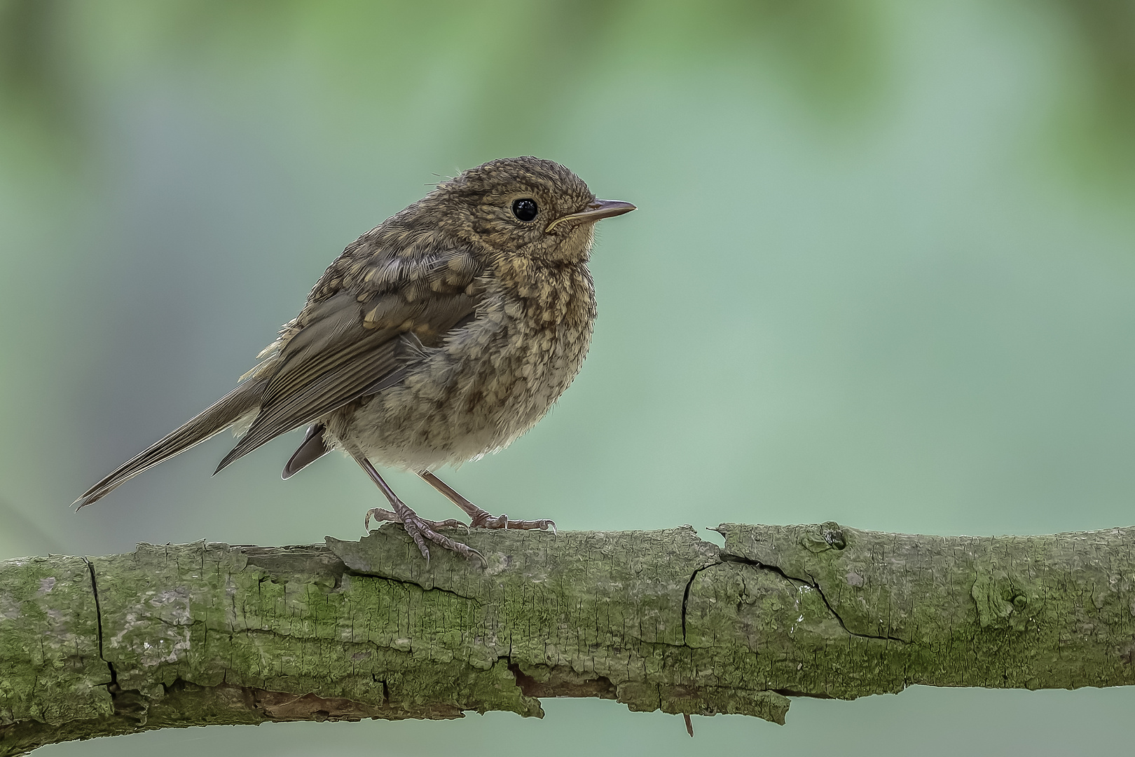 Rotkehlchen (Erithacus rubecula)