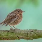 Rotkehlchen (Erithacus rubecula)