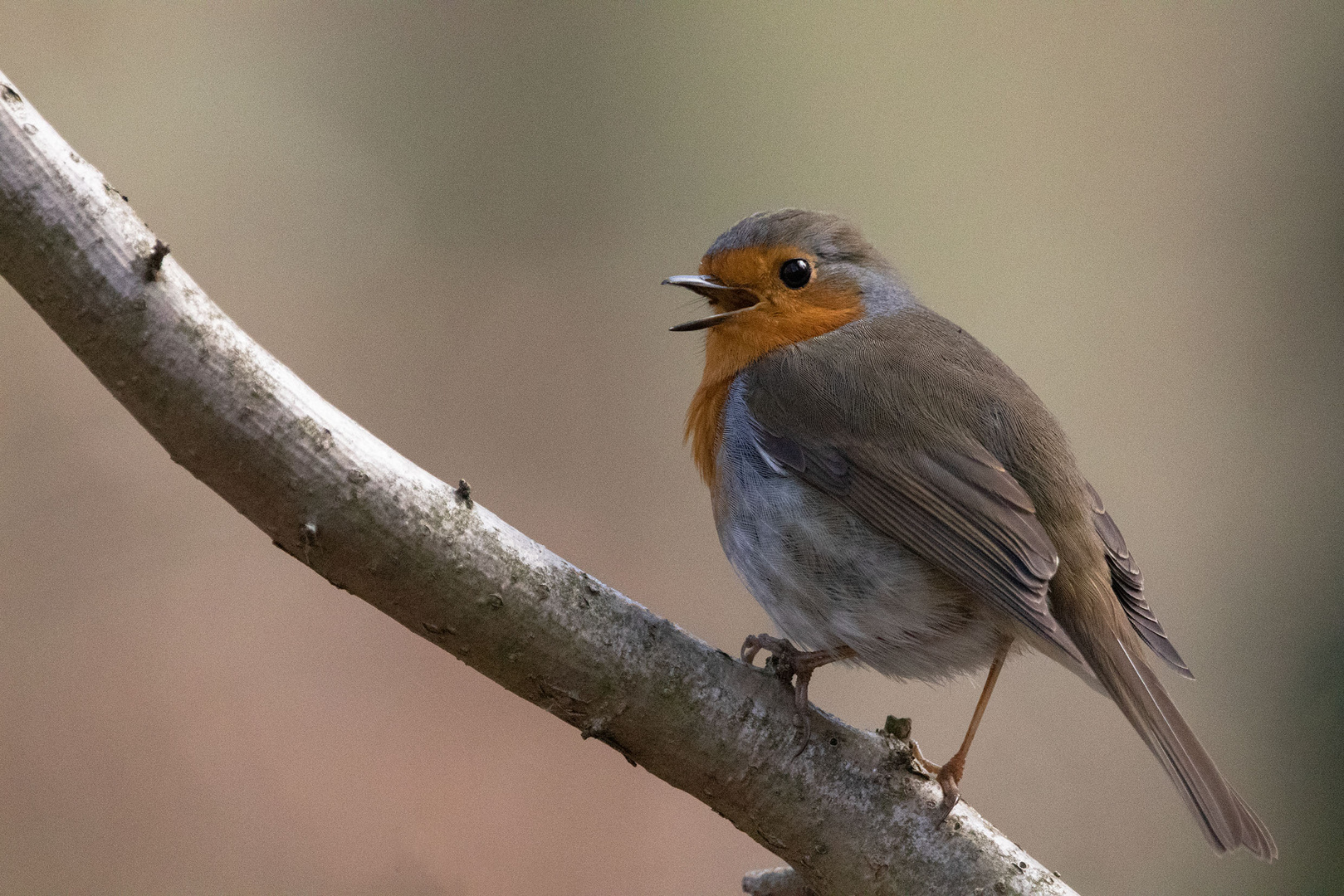 -Rotkehlchen (Erithacus rubecula)-