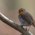 -Rotkehlchen (Erithacus rubecula)-