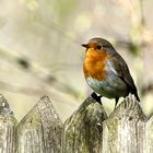 Rotkehlchen (Erithacus rubecula)