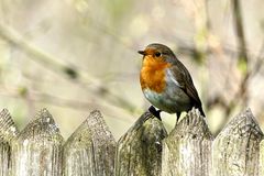 Rotkehlchen (Erithacus rubecula)