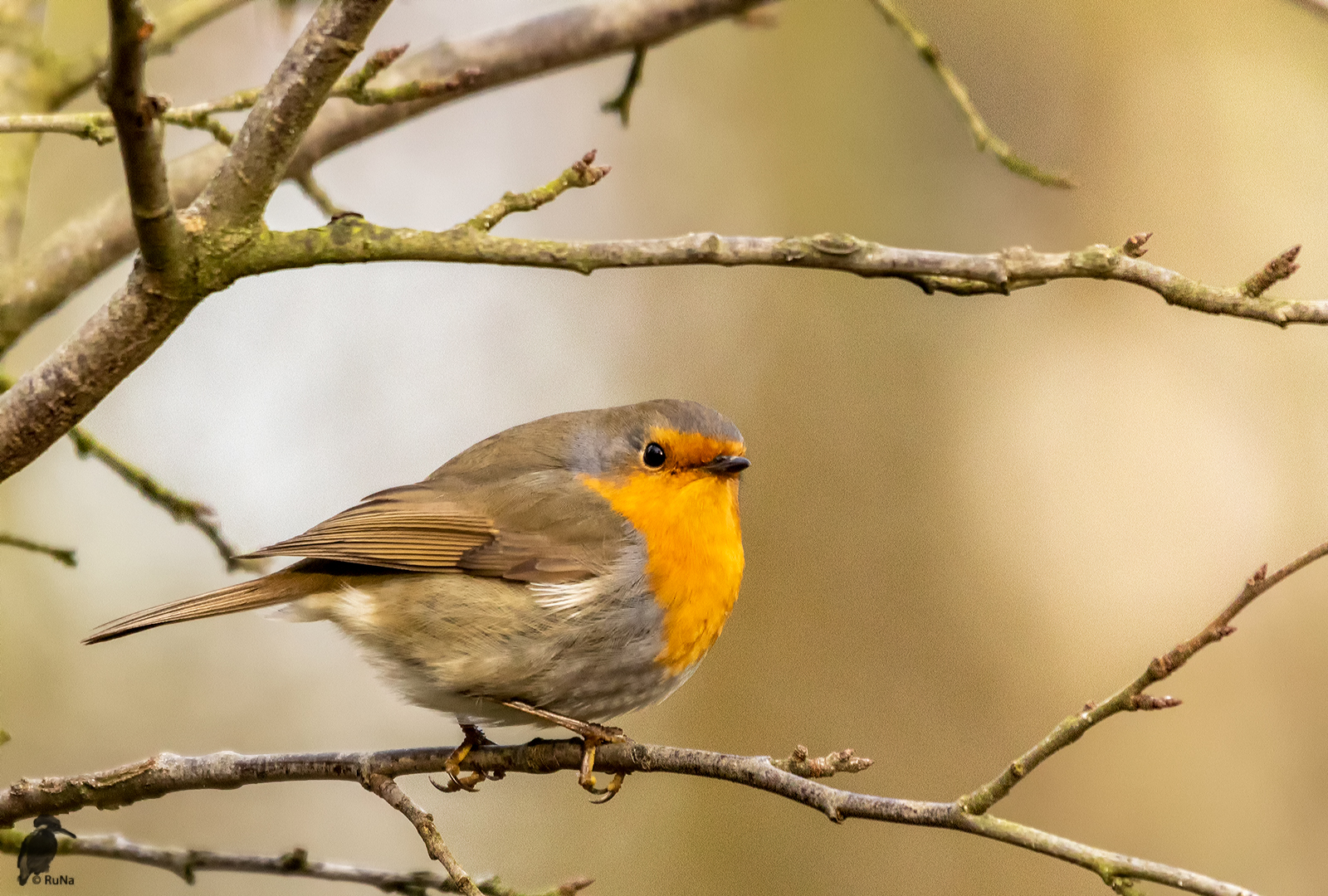 Rotkehlchen - Erithacus rubecula