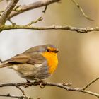 Rotkehlchen - Erithacus rubecula