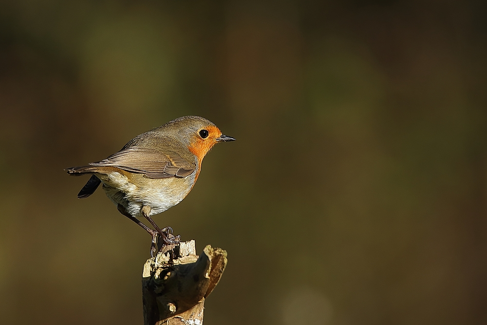 Rotkehlchen (Erithacus rubecula)