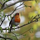 Rotkehlchen (Erithacus rubecula)