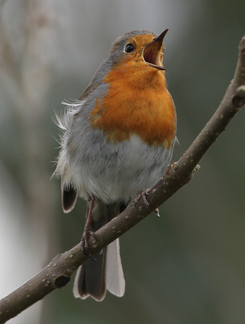 Rotkehlchen (Erithacus rubecula) Foto & Bild tiere, wildlife, wild lebende vögel Bilder auf