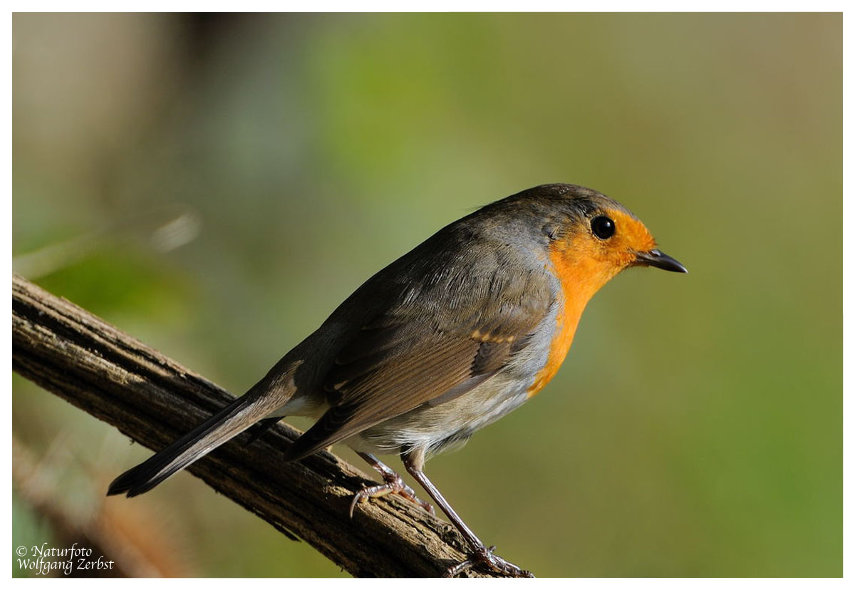 --- Rotkehlchen --- ( Erithacus rubecula )