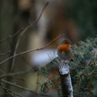 Rotkehlchen Erithacus rubecula