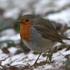 Rotkehlchen (Erithacus rubecula)