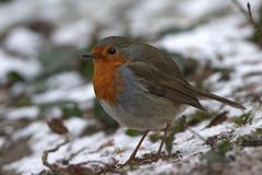 Rotkehlchen (Erithacus rubecula)