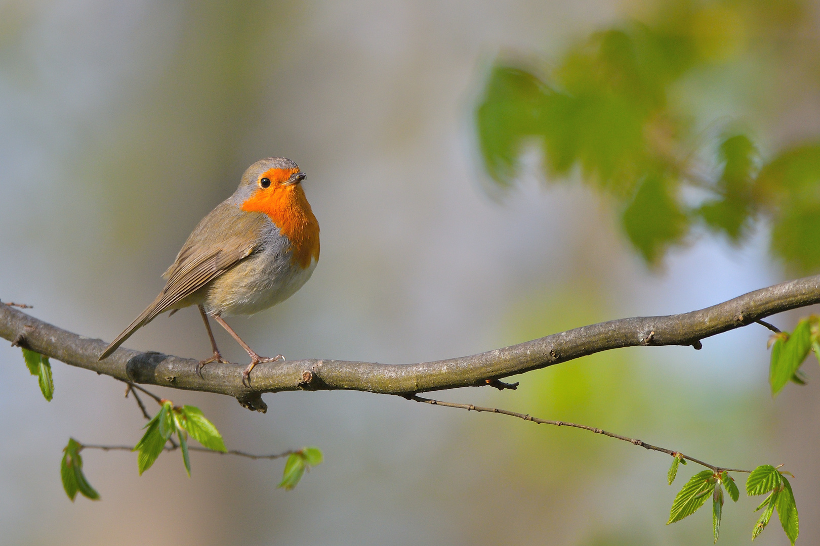 Rotkehlchen (Erithacus rubecula)