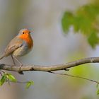 Rotkehlchen (Erithacus rubecula)