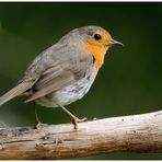 - Rotkehlchen - (Erithacus rubecula)