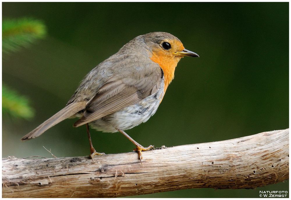 - Rotkehlchen - (Erithacus rubecula)