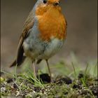 Rotkehlchen (Erithacus rubecula)