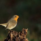 Rotkehlchen (Erithacus rubecula) 