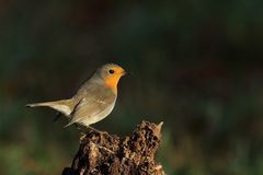 Rotkehlchen (Erithacus rubecula) 