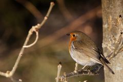 Rotkehlchen (Erithacus rubecula)