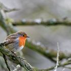 Rotkehlchen (Erithacus rubecula)