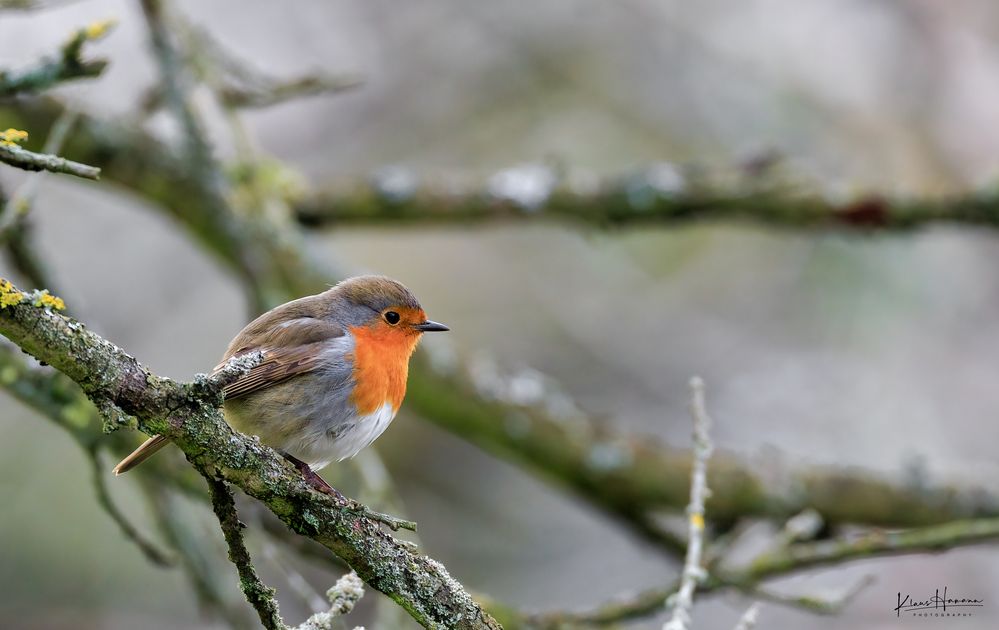 Rotkehlchen (Erithacus rubecula)