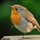 Rotkehlchen (Erithacus rubecula)