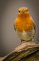 Rotkehlchen (Erithacus rubecula) by Claus Fisser 