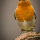 Rotkehlchen (Erithacus rubecula)