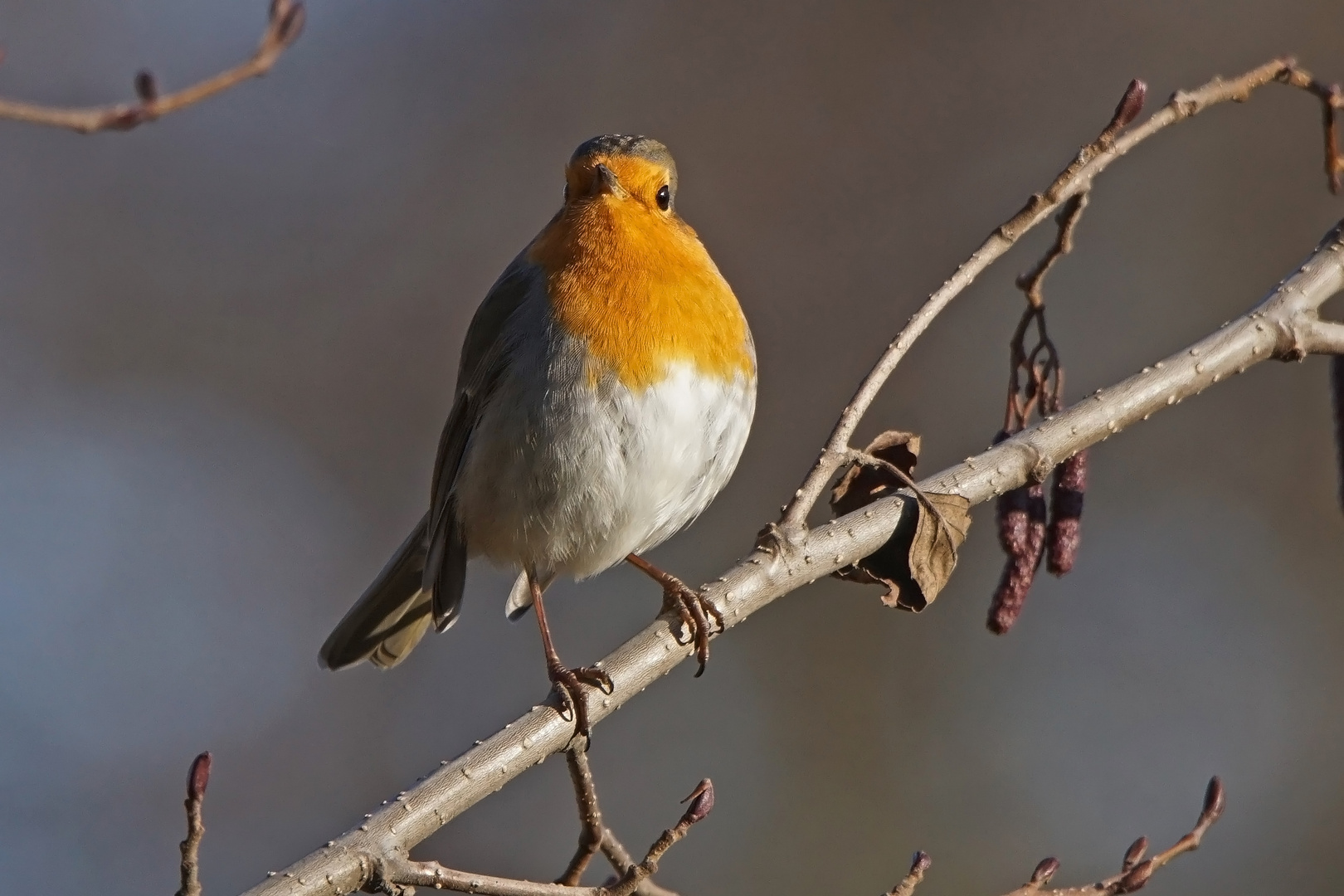 Rotkehlchen (Erithacus rubecula)