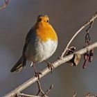 Rotkehlchen (Erithacus rubecula)