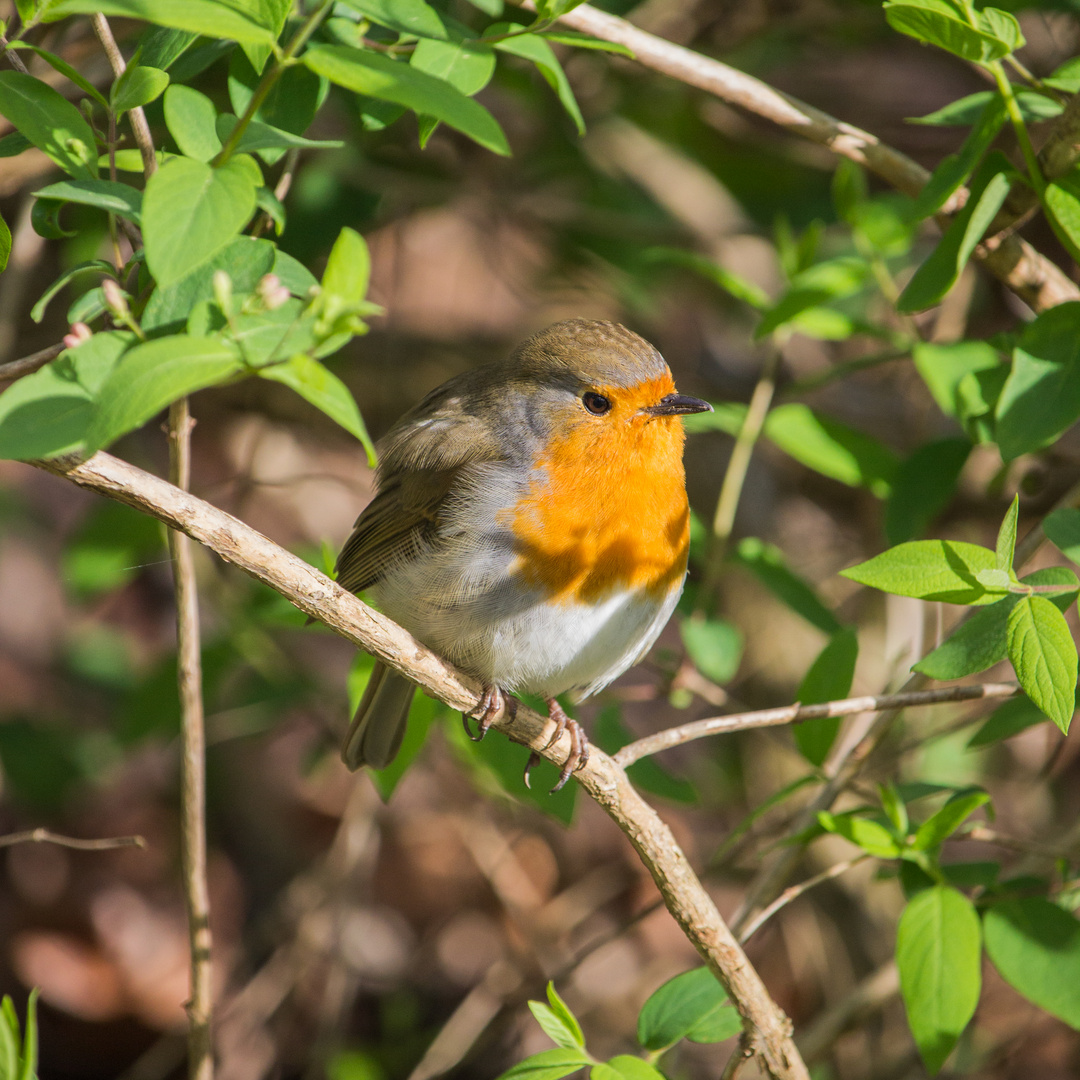 Rotkehlchen (Erithacus rubecula)