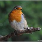 --- Rotkehlchen --- ( Erithacus rubecula )