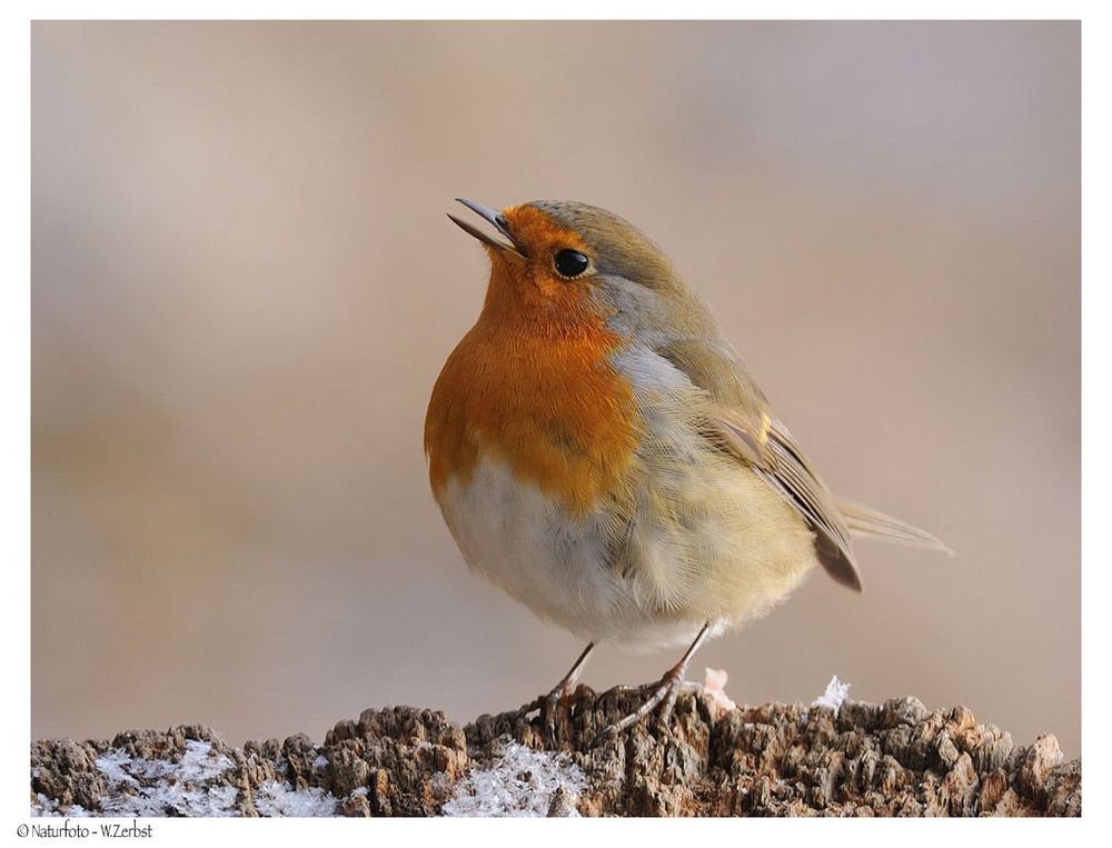 + Rotkehlchen + ( Erithacus rubecula )