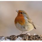 + Rotkehlchen + ( Erithacus rubecula )