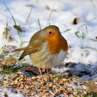 Rotkehlchen (Erithacus rubecula) 