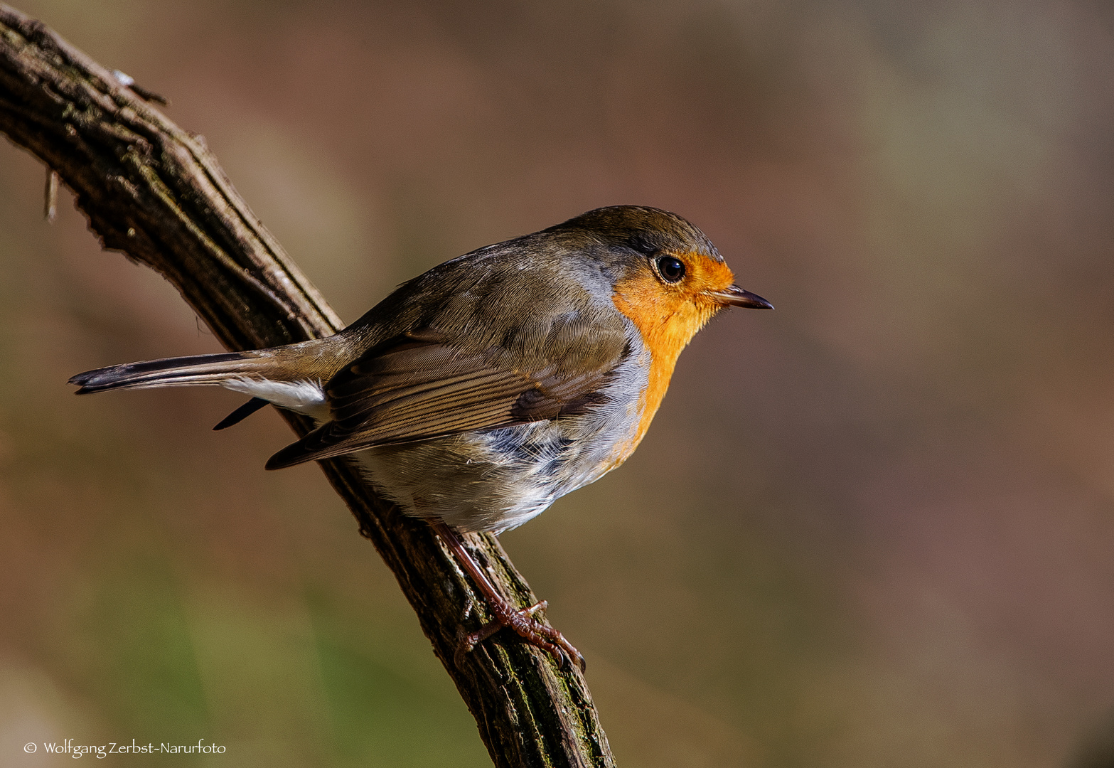  - ROTKEHLCHEN - ( Erithacus rubecula )