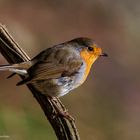  - ROTKEHLCHEN - ( Erithacus rubecula )