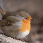 -- Rotkehlchen  -- (Erithacus rubecula )