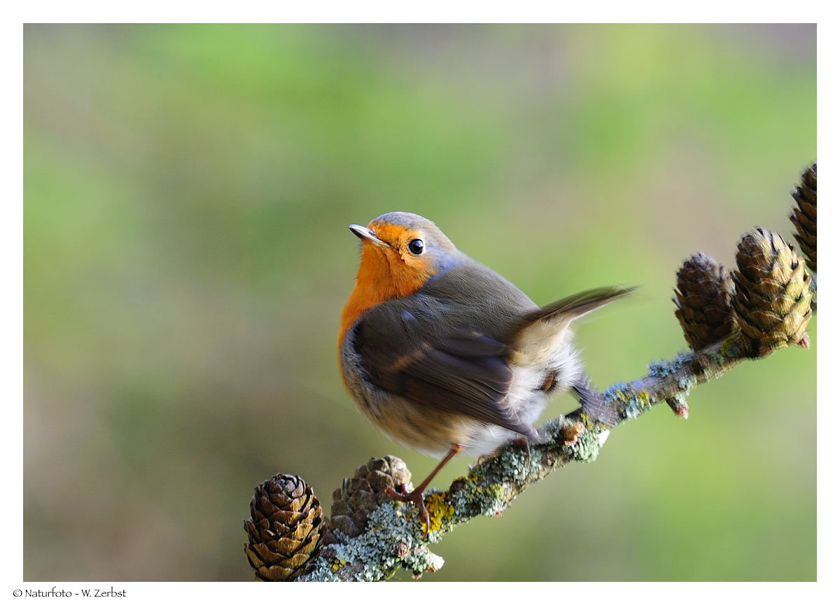 ---- Rotkehlchen ---- ( Erithacus rubecula )