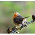 ---- Rotkehlchen ---- ( Erithacus rubecula )