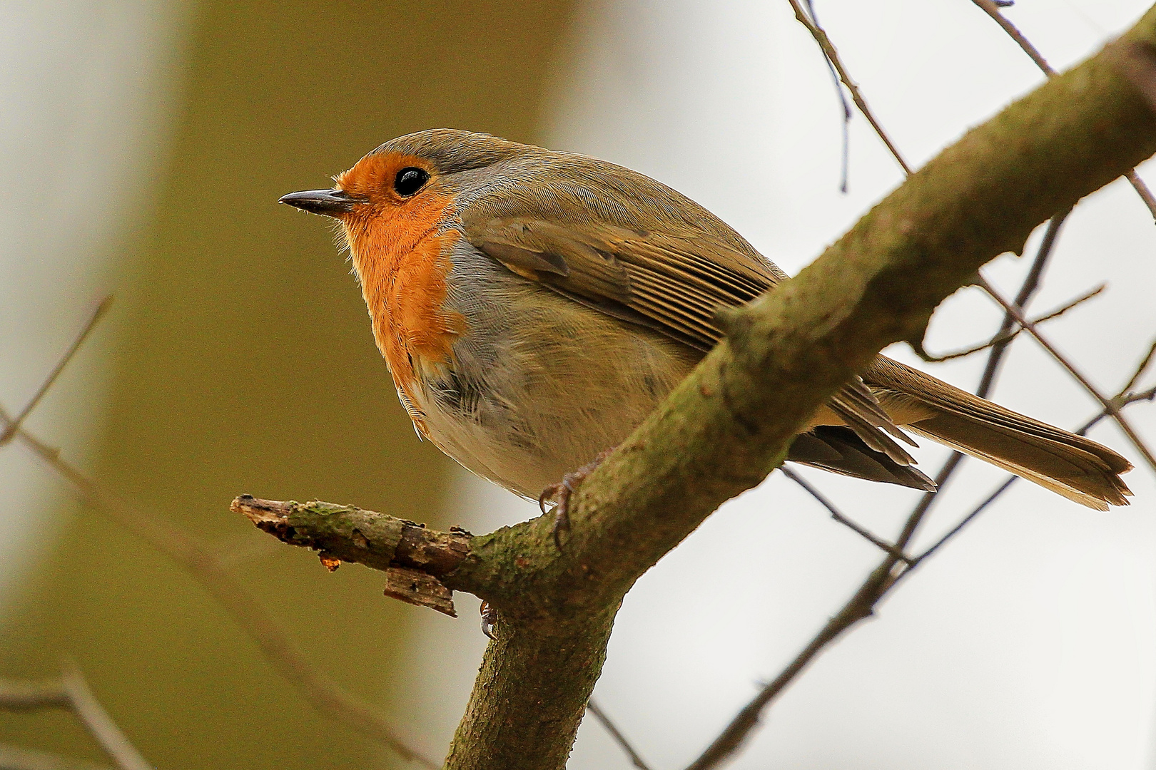 Rotkehlchen (Erithacus rubecula)