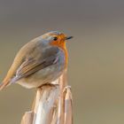 Rotkehlchen (Erithacus rubecula)