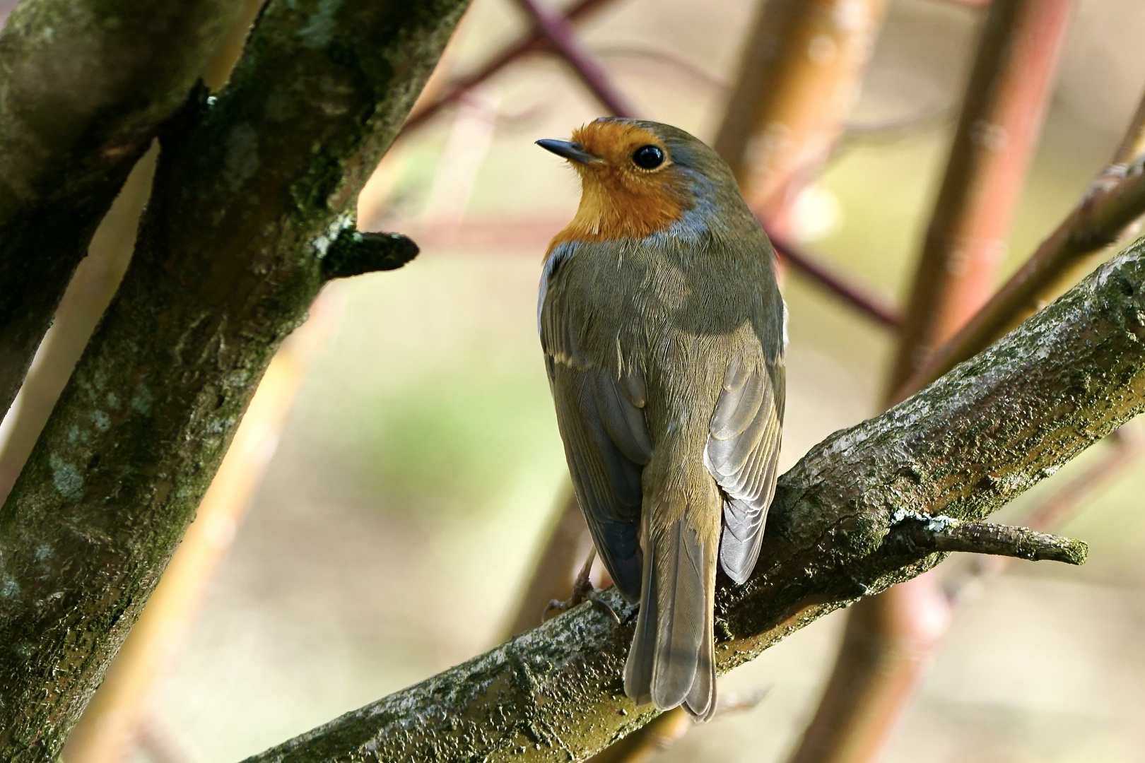 Rotkehlchen (Erithacus rubecula)