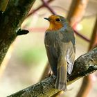 Rotkehlchen (Erithacus rubecula)